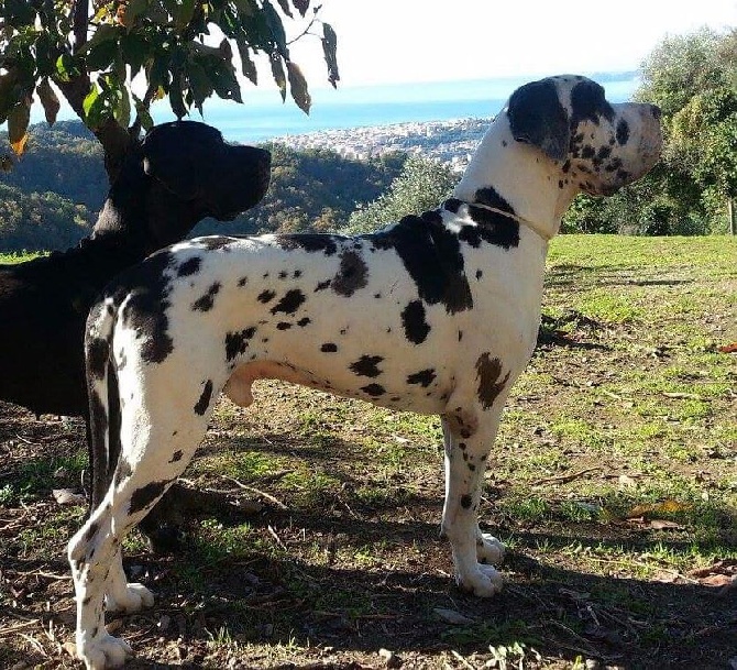 Dazelia - Le Père du chiot : Graziano Del Castello Delle Rocche