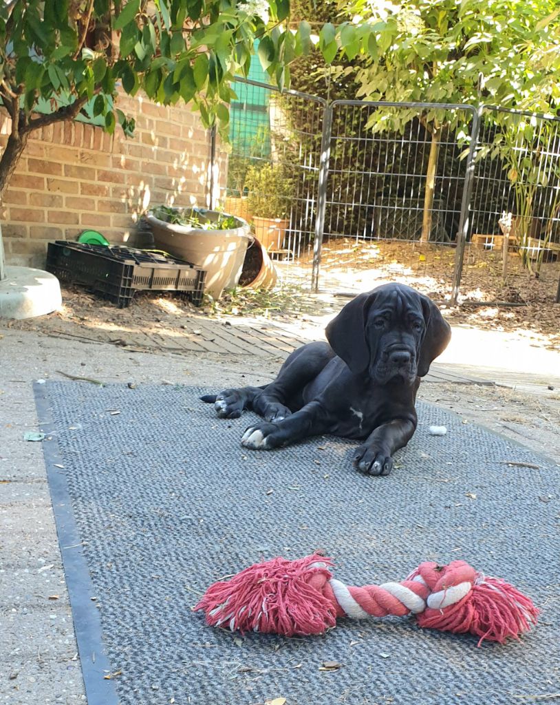 CHIOT 3