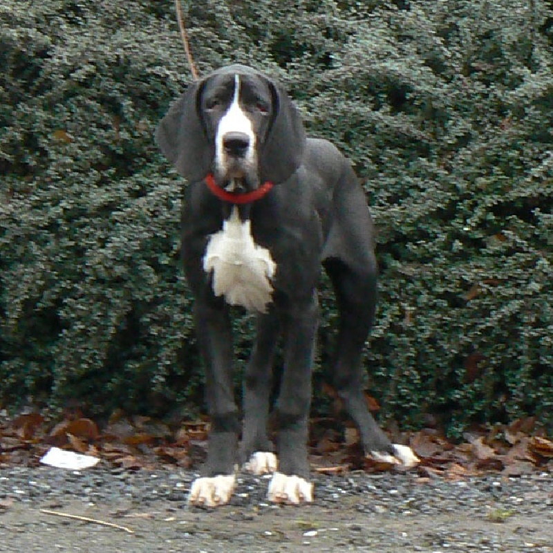 Dazelia - Dogue allemand - Portée née le 21/08/2008