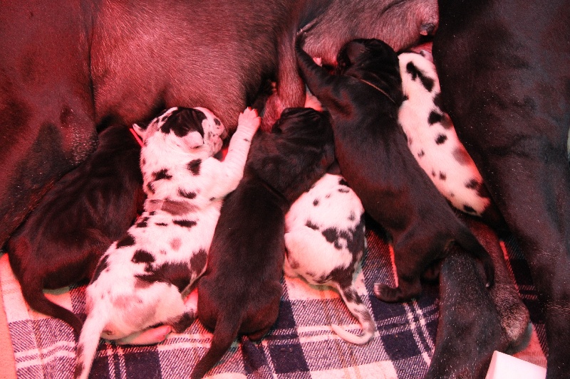 Dazelia - Dogue allemand - Portée née le 25/01/2014