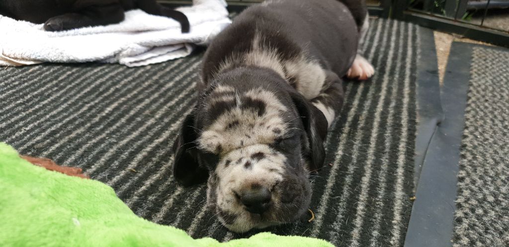 Dazelia - Dogue allemand - Portée née le 17/06/2022