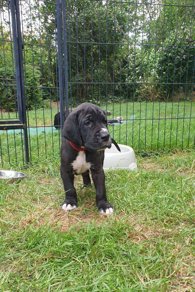 Dazelia - Dogue allemand - Portée née le 17/06/2022